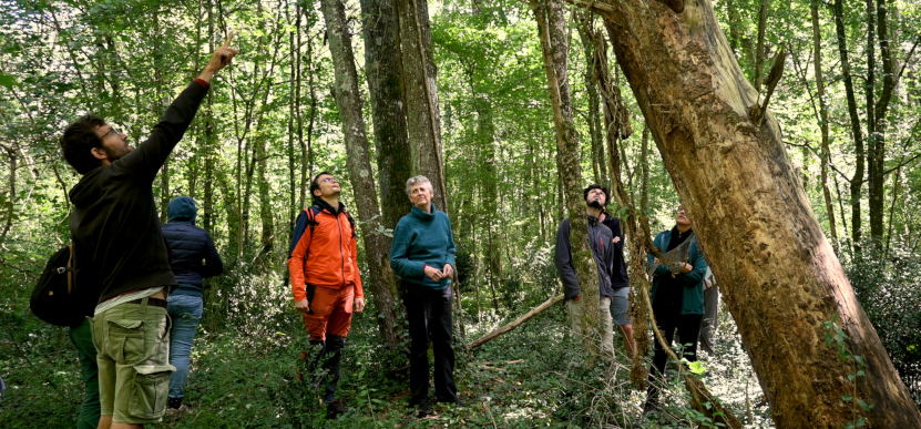 Un groupe observant des traces de pic en forêt